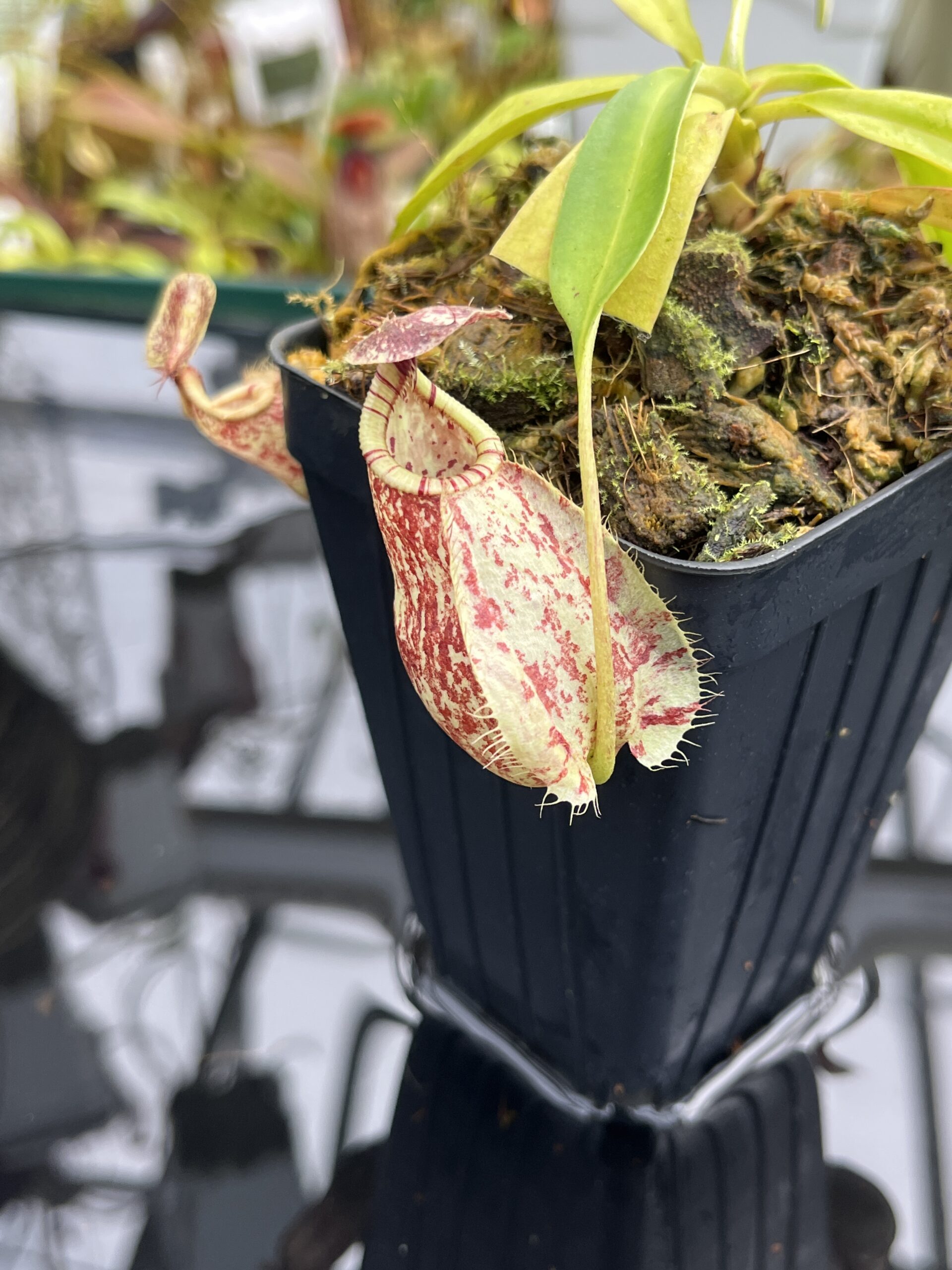 Close Up of Nepenthes rafflesiana | Borneo Exotics | BE-4519 | L26782