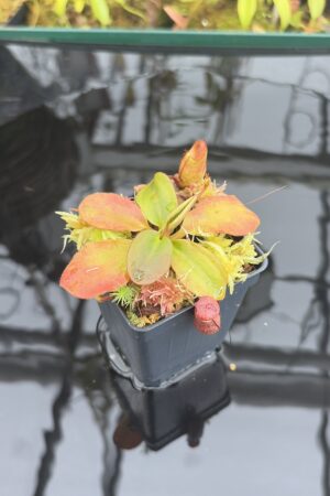 Close Up of Nepenthes rajah | Borneo Exotics | BE-3152 | H26924