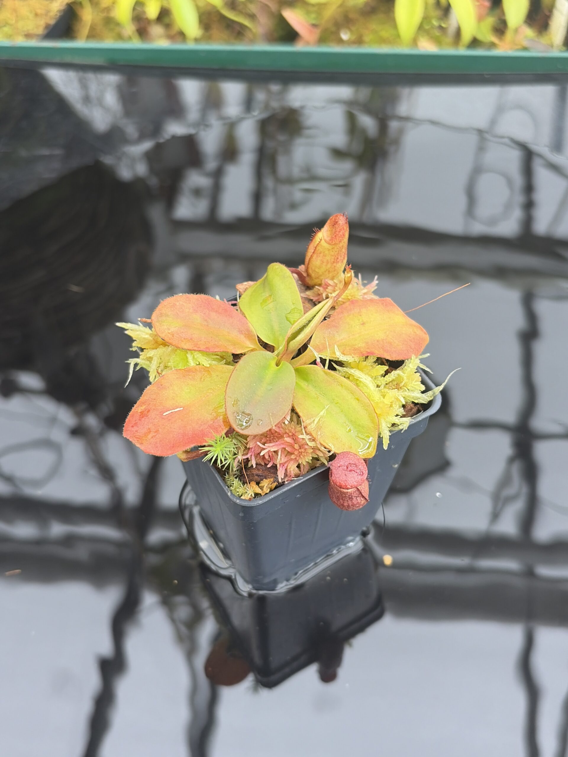 Close Up of Nepenthes rajah | Borneo Exotics | BE-3152 | H26924