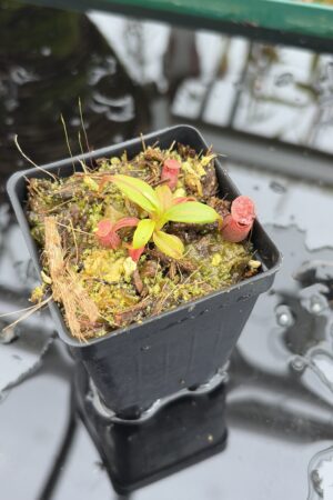 Close Up of Nepenthes rajah x edwardsiana | JH | Florae | Clone 2 | Jeremiah Harris | JH-96.02 | H27017