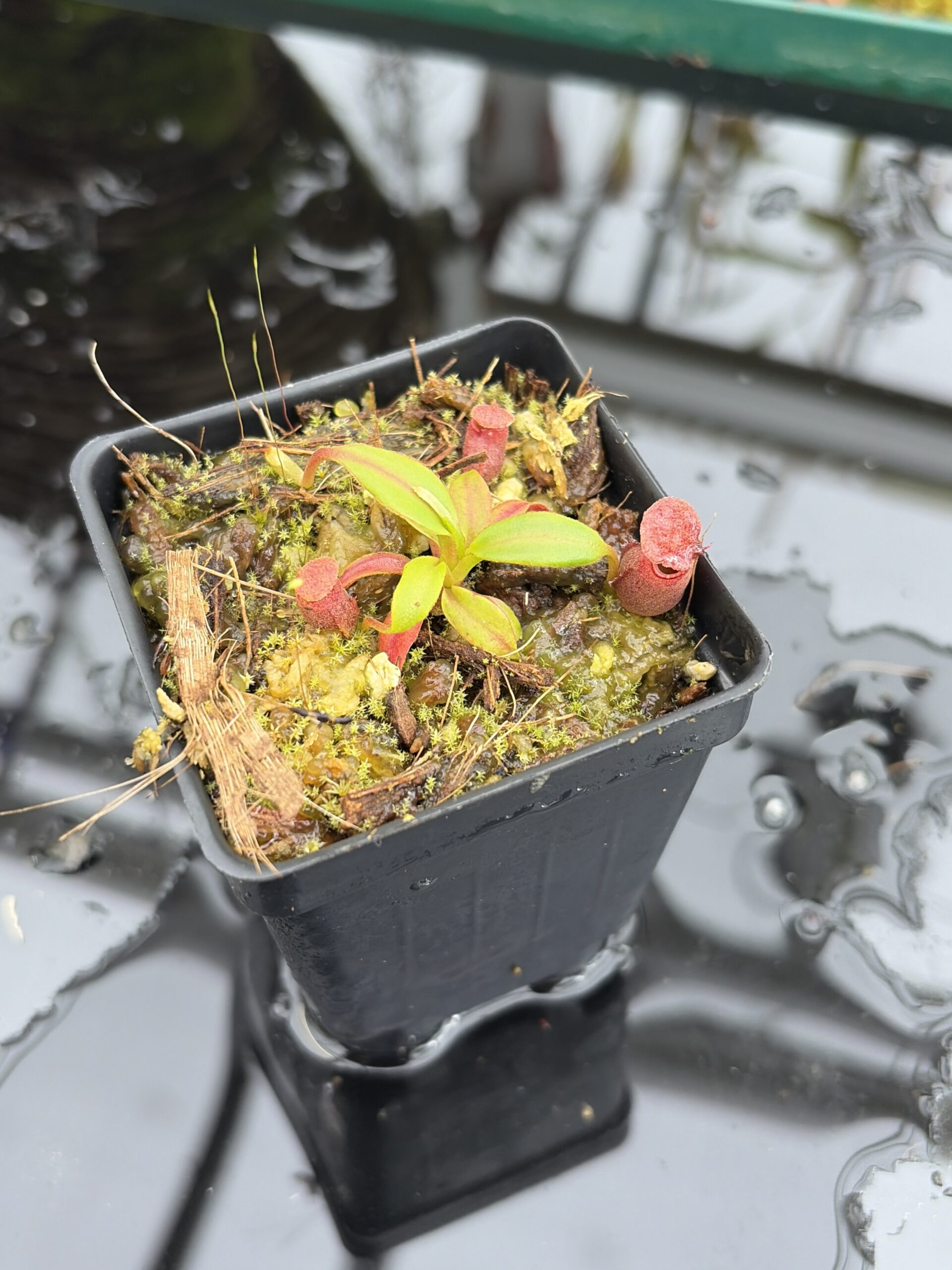 Close Up of Nepenthes rajah x edwardsiana | JH | Florae | Clone 2 | Jeremiah Harris | JH-96.02 | H27017