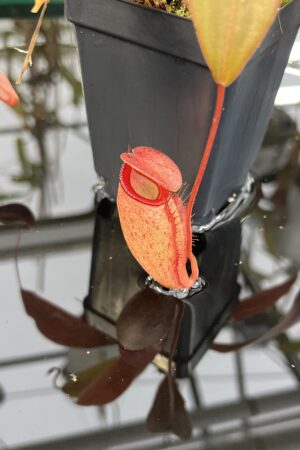 Close Up of Nepenthes rajah x flava | Borneo Exotics | BE-4604 | H26865