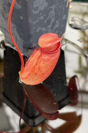 Close Up of Nepenthes rajah x flava | Borneo Exotics | BE-4604 | H26987