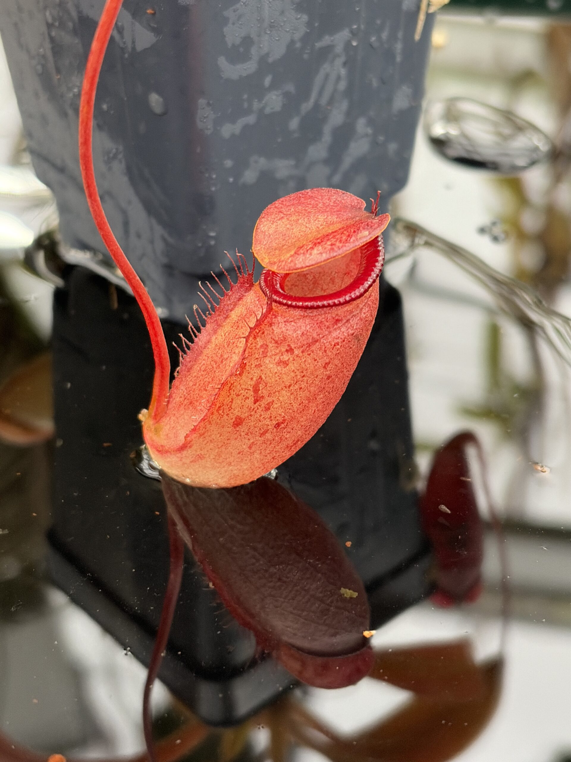 Close Up of Nepenthes rajah x flava | Borneo Exotics | BE-4604 | H26987