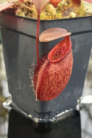 Close Up of Nepenthes rajah x gymnamphora | Borneo Exotics | BE-4575 | H26873