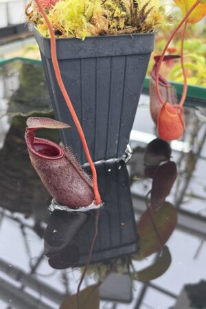 Close Up of Nepenthes rajah x lowii | Borneo Exotics | BE-4502 | H26913