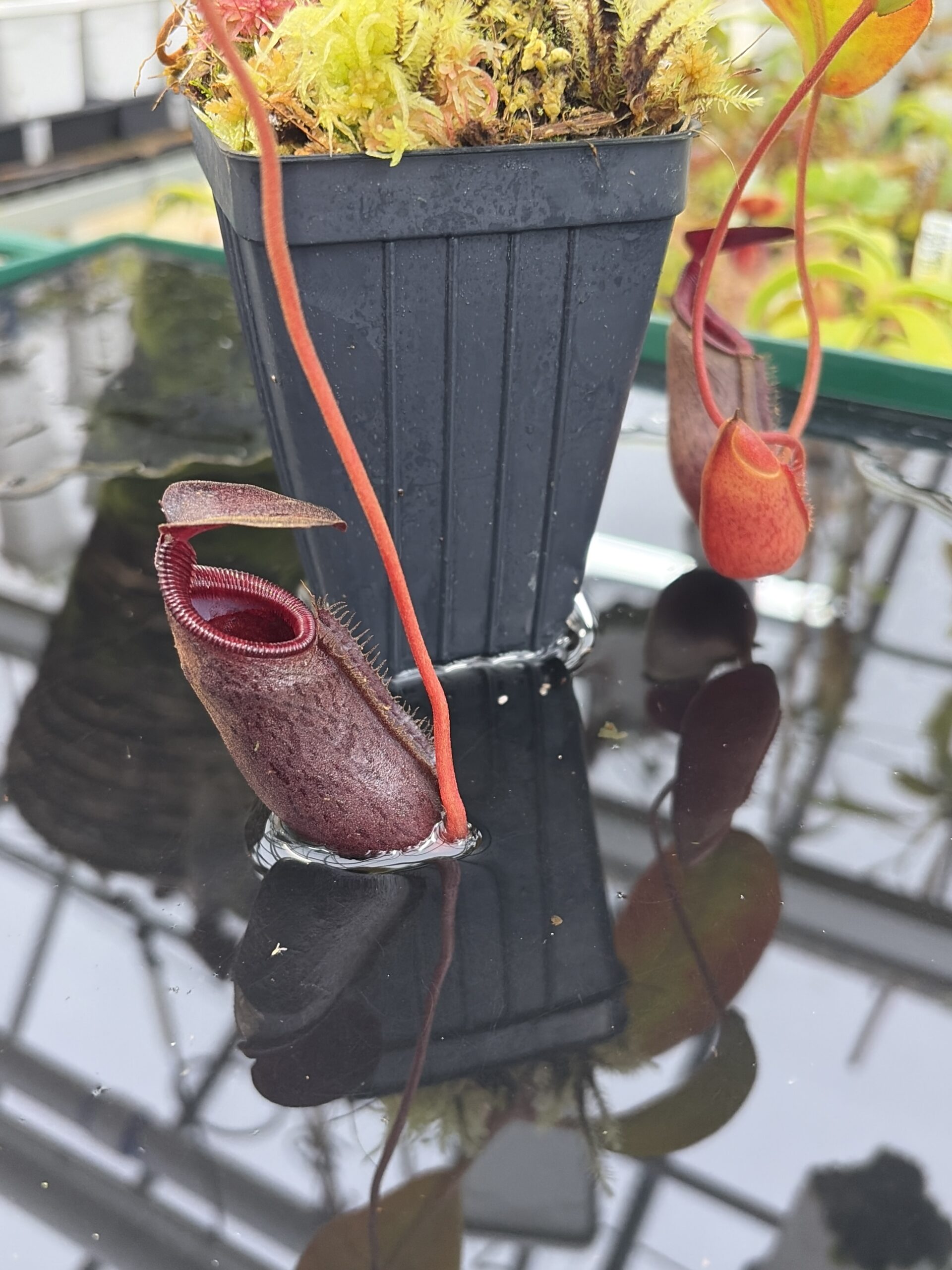 Close Up of Nepenthes rajah x lowii | Borneo Exotics | BE-4502 | H26913