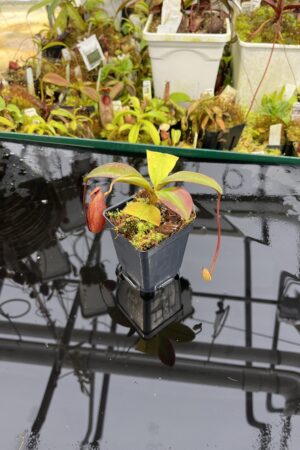 Close Up of Nepenthes rajah x mira | Borneo Exotics | BE-3518 | H26866