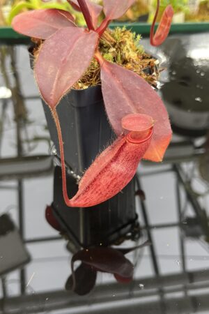 Close Up of Nepenthes rajah x peltata | Borneo Exotics | BE-4510 | H26868