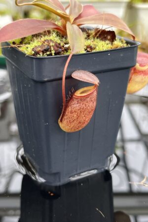 Close Up of Nepenthes rajah x tenuis | Borneo Exotics | BE-4083 | H26804