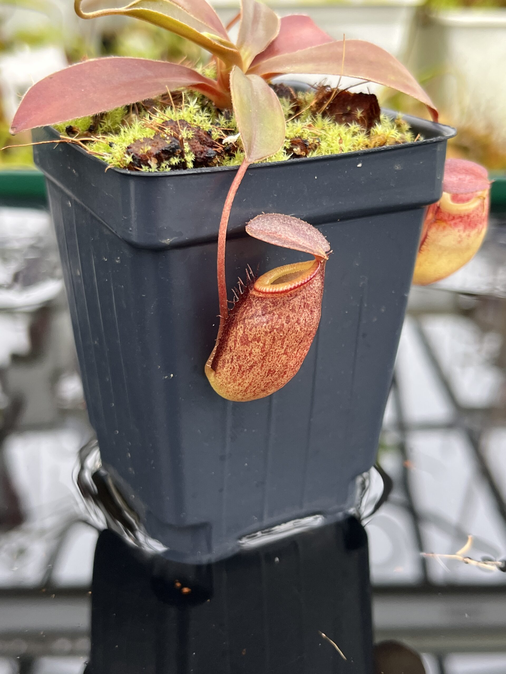 Close Up of Nepenthes rajah x tenuis | Borneo Exotics | BE-4083 | H26804