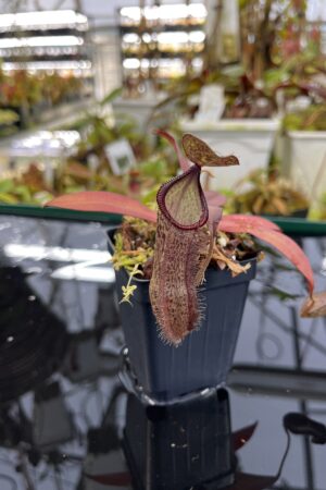 Close Up of Nepenthes ramispina x hamata | Borneo Exotics | BE-4569 | H26869