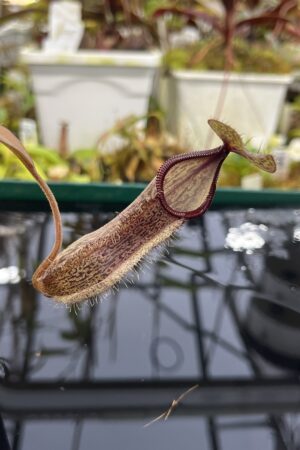 Close Up of Nepenthes ramispina x hamata | Borneo Exotics | BE-4569 | H26874
