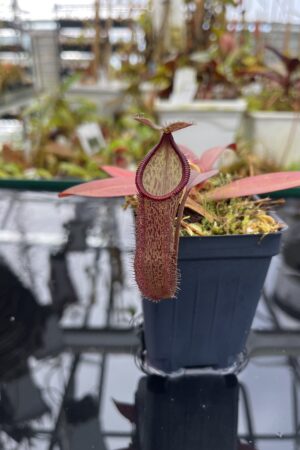Close Up of Nepenthes ramispina x hamata | Borneo Exotics | BE-4569 | H26894
