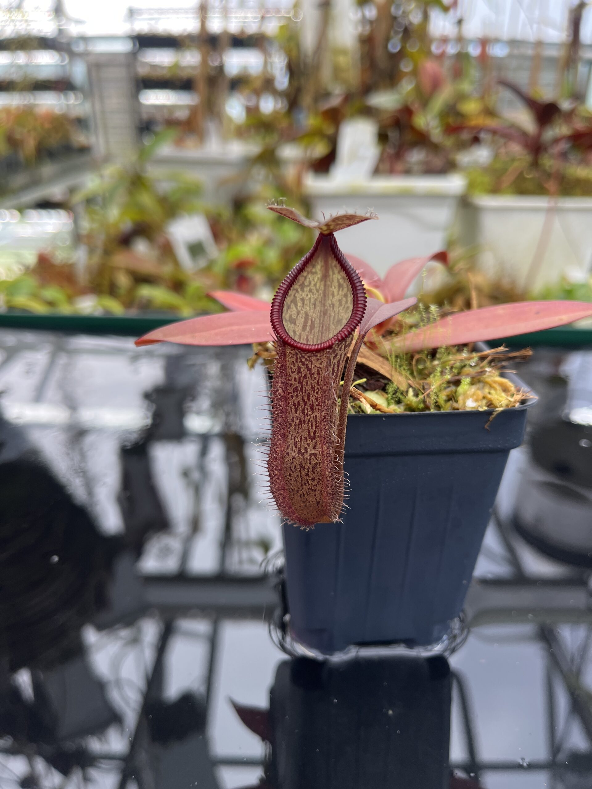 Close Up of Nepenthes ramispina x hamata | Borneo Exotics | BE-4569 | H26894