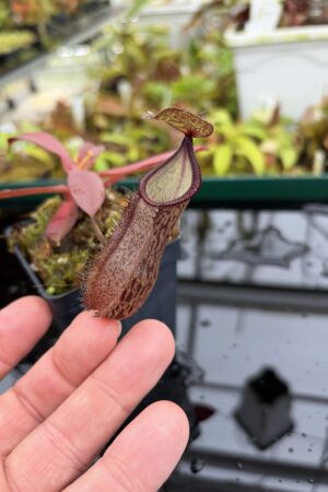 Close Up of Nepenthes ramispina x hamata | Borneo Exotics | BE-4569 | H27001