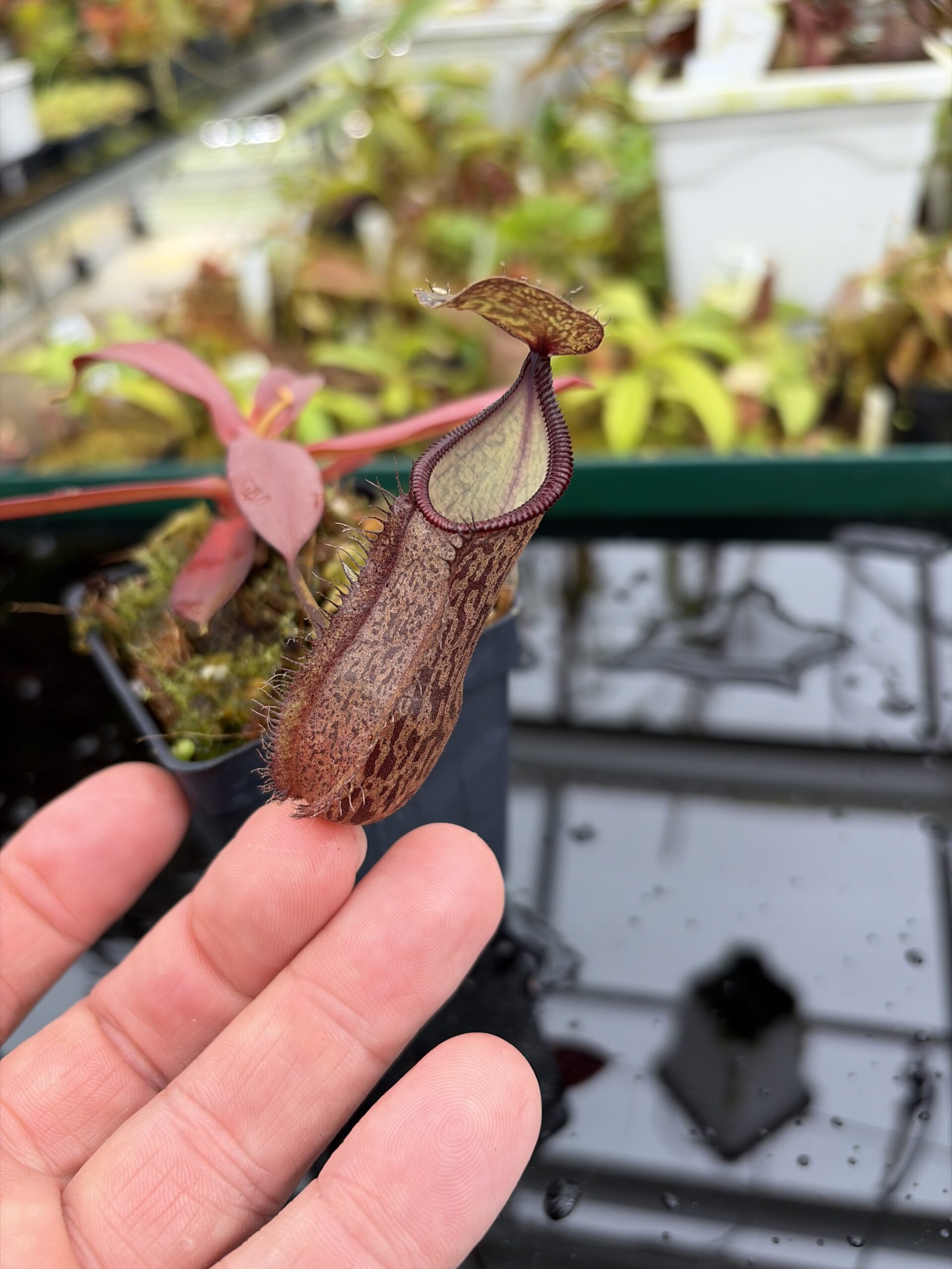 Close Up of Nepenthes ramispina x hamata | Borneo Exotics | BE-4569 | H27001