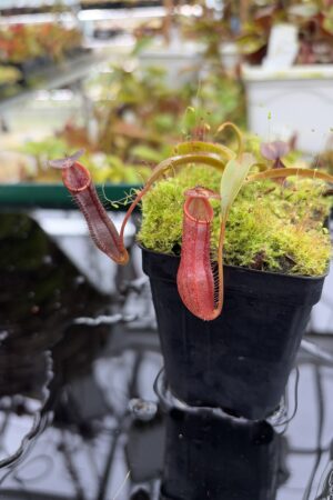 Close Up of Nepenthes ramispina x singalana | Borneo Exotics | BE-3829 | H26995