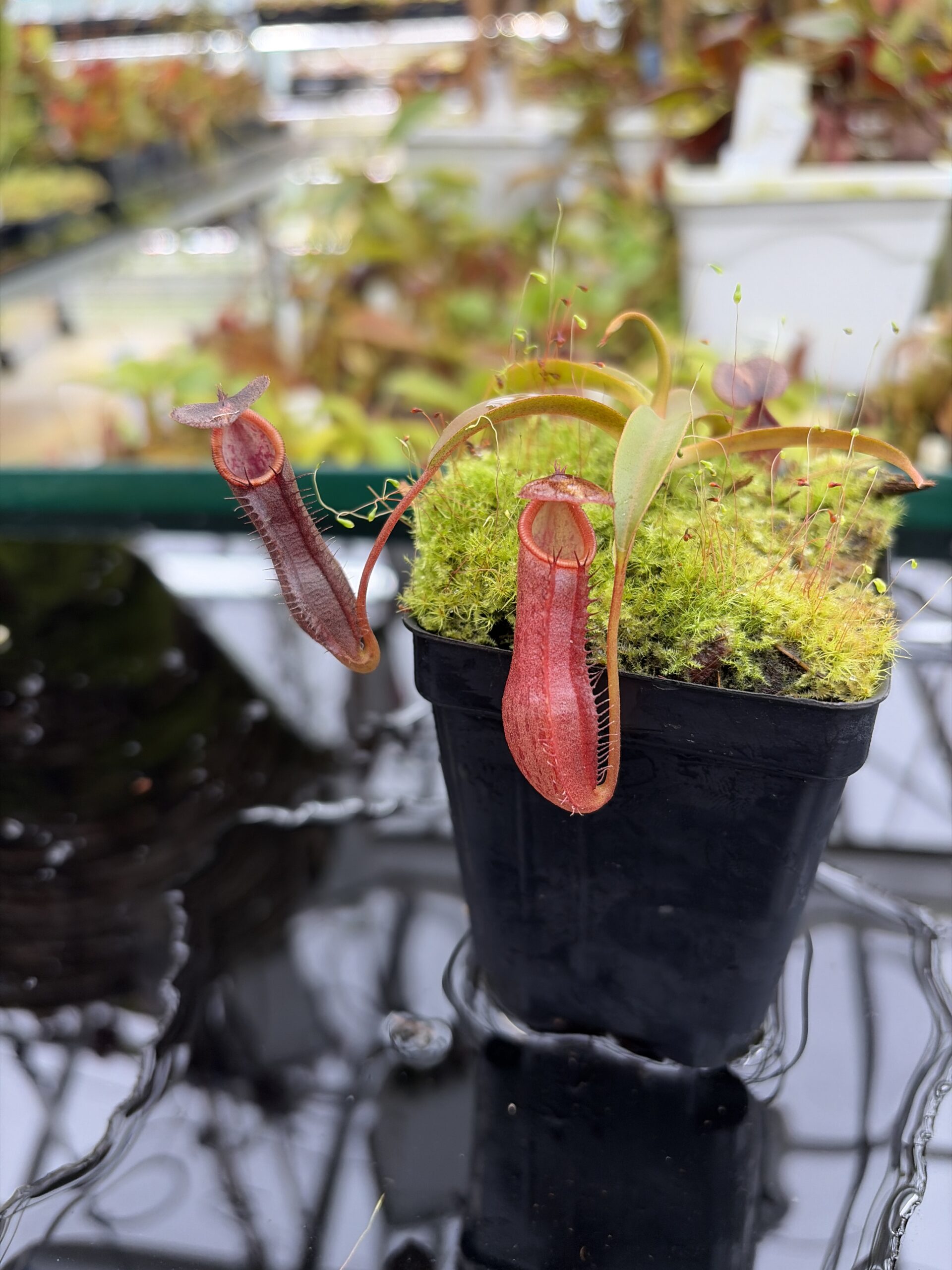 Close Up of Nepenthes ramispina x singalana | Borneo Exotics | BE-3829 | H26995