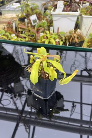 Close Up of Nepenthes reinwardtiana | Borneo Exotics | BE-3159 | L26856