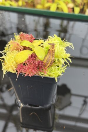 Close Up of Nepenthes rigidifolia (Sumatra) | Andreas Wistuba | AW-RSC | H26920