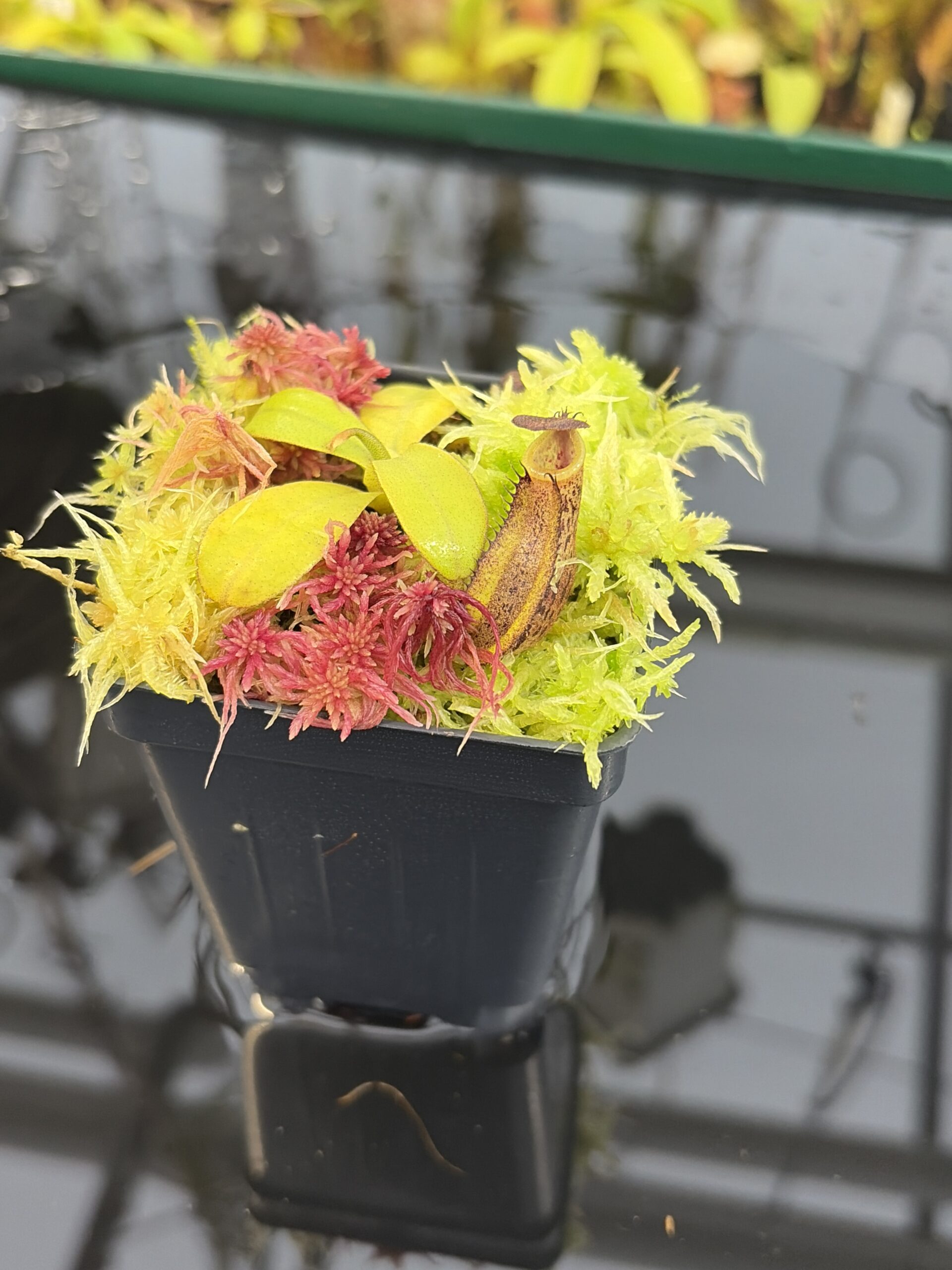 Close Up of Nepenthes rigidifolia (Sumatra) | Andreas Wistuba | AW-RSC | H26920