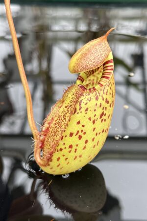 Close Up of Nepenthes robcantleyi x (aristolochioides x spectabilis) | Borneo Exotics | BE-3966 | H26810