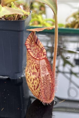 Close Up of Nepenthes robcantleyi x (aristolochioides x spectabilis) | Borneo Exotics | BE-3966 | H26813