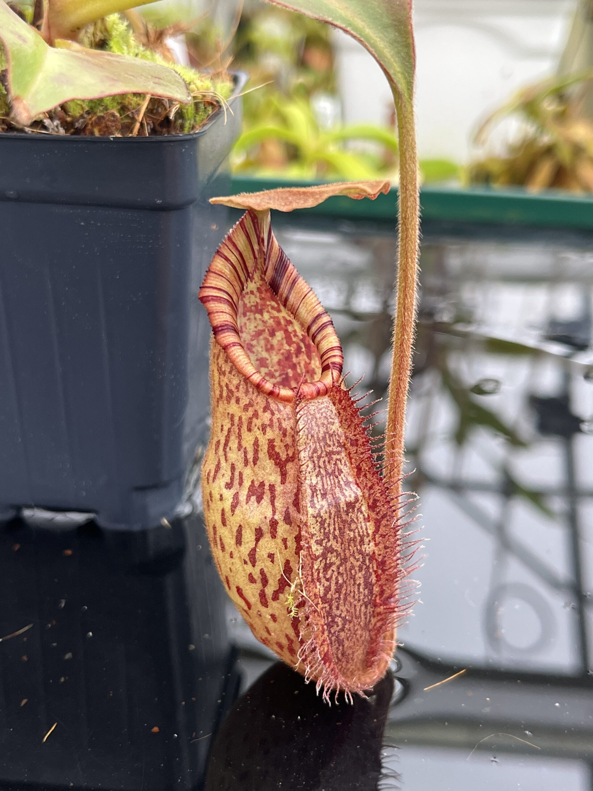 Close Up of Nepenthes robcantleyi x (aristolochioides x spectabilis) | Borneo Exotics | BE-3966 | H26813