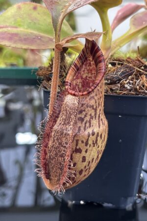 Close Up of Nepenthes robcantleyi x (aristolochioides x spectabilis) | Borneo Exotics | BE-3966 | H26871