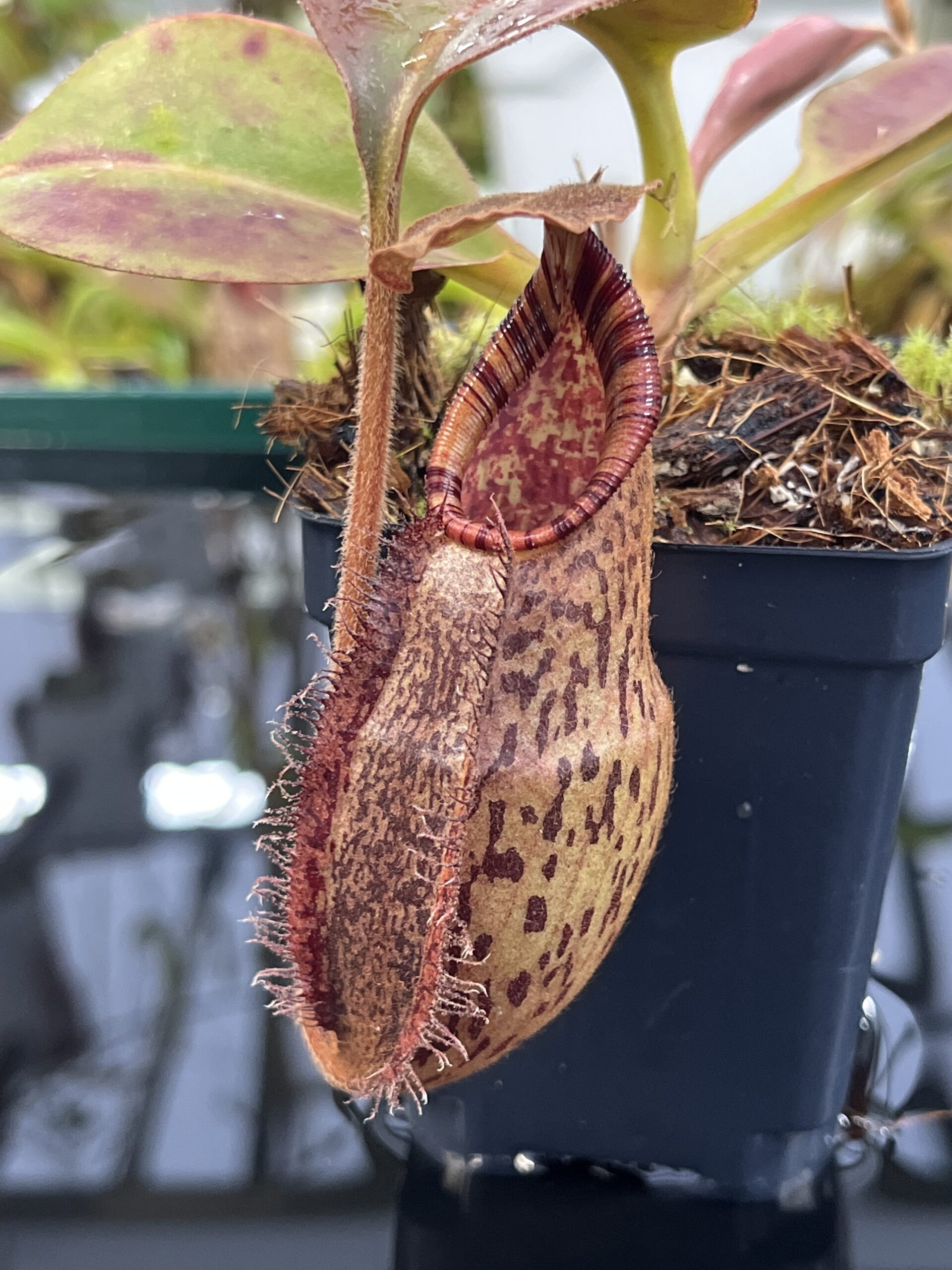 Close Up of Nepenthes robcantleyi x (aristolochioides x spectabilis) | Borneo Exotics | BE-3966 | H26871