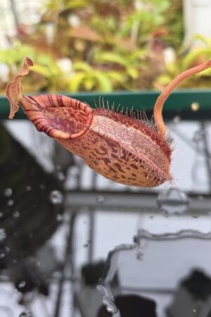 Close Up of Nepenthes robcantleyi x (aristolochioides x spectabilis) | Borneo Exotics | BE-3966 | H26988