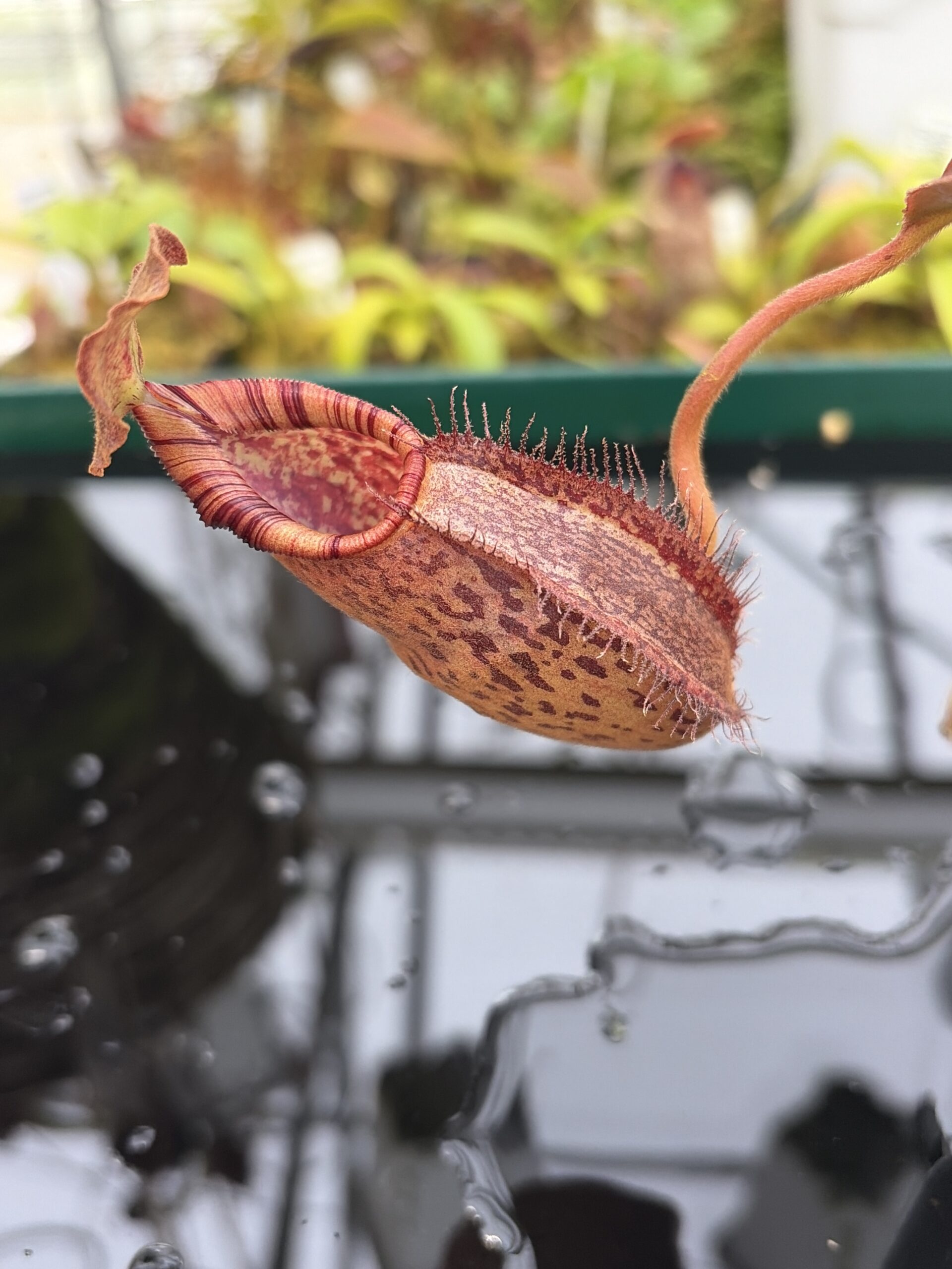 Close Up of Nepenthes robcantleyi x (aristolochioides x spectabilis) | Borneo Exotics | BE-3966 | H26988