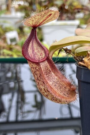 Close Up of Nepenthes robcantleyi x hamata | Borneo Exotics | BE-3958 | H26801