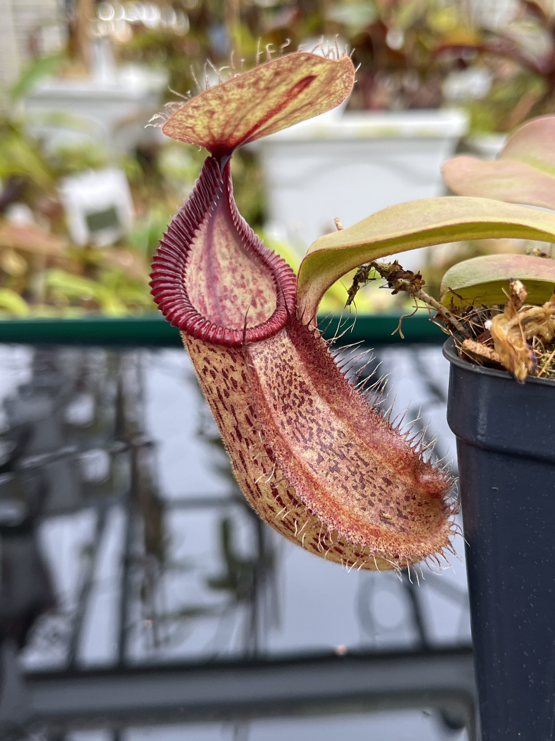 Close Up of Nepenthes robcantleyi x hamata | Borneo Exotics | BE-3958 | H26801