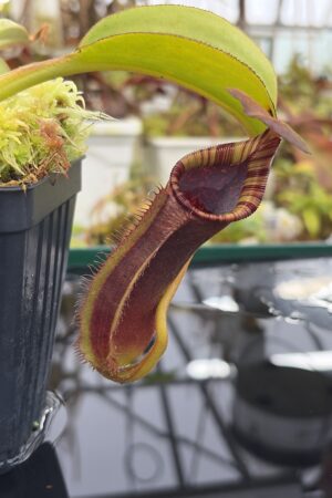 Close Up of Nepenthes robcantleyi x lowii | Andreas Wistuba | AW-RSC | H26912