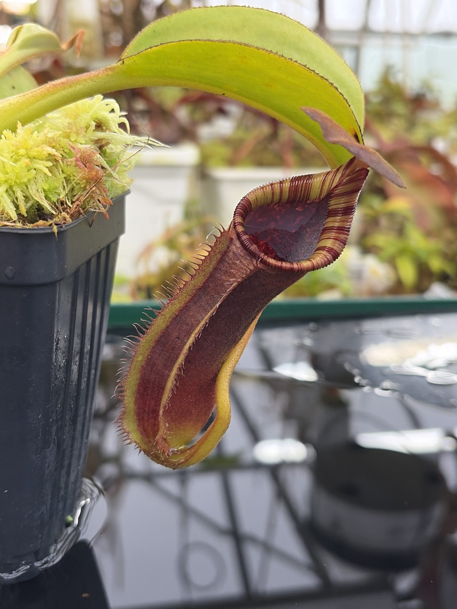 Close Up of Nepenthes robcantleyi x lowii | Andreas Wistuba | AW-RSC | H26912