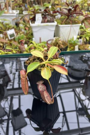 Close Up of Nepenthes robcantleyi x palawanensis | Borneo Exotics | BE-4591 | IN26787