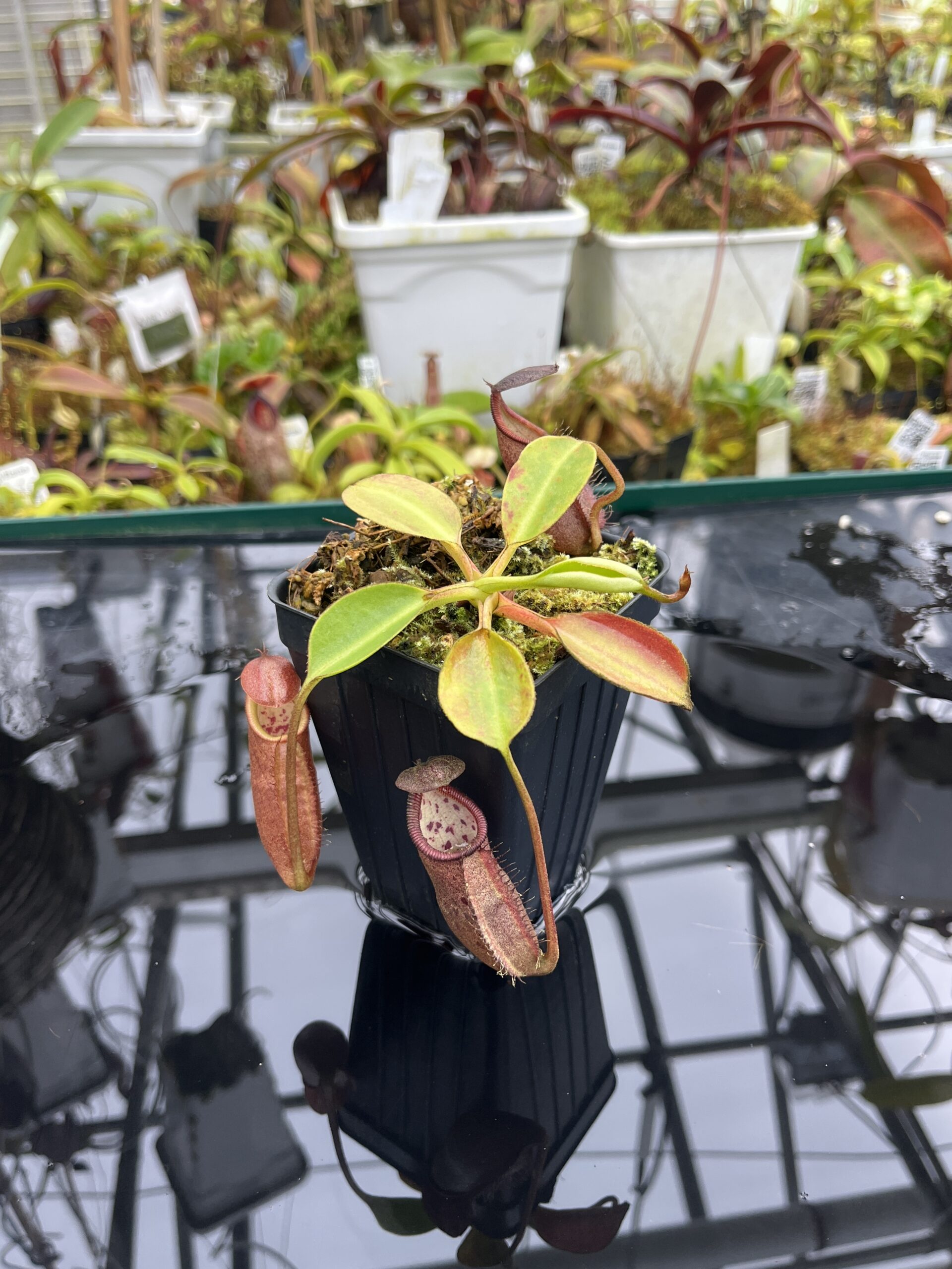 Close Up of Nepenthes robcantleyi x palawanensis | Borneo Exotics | BE-4591 | IN26787