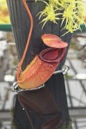 Close Up of Nepenthes sibuyanensis x ephippiata | Borneo Exotics | BE-4644 | IN26906