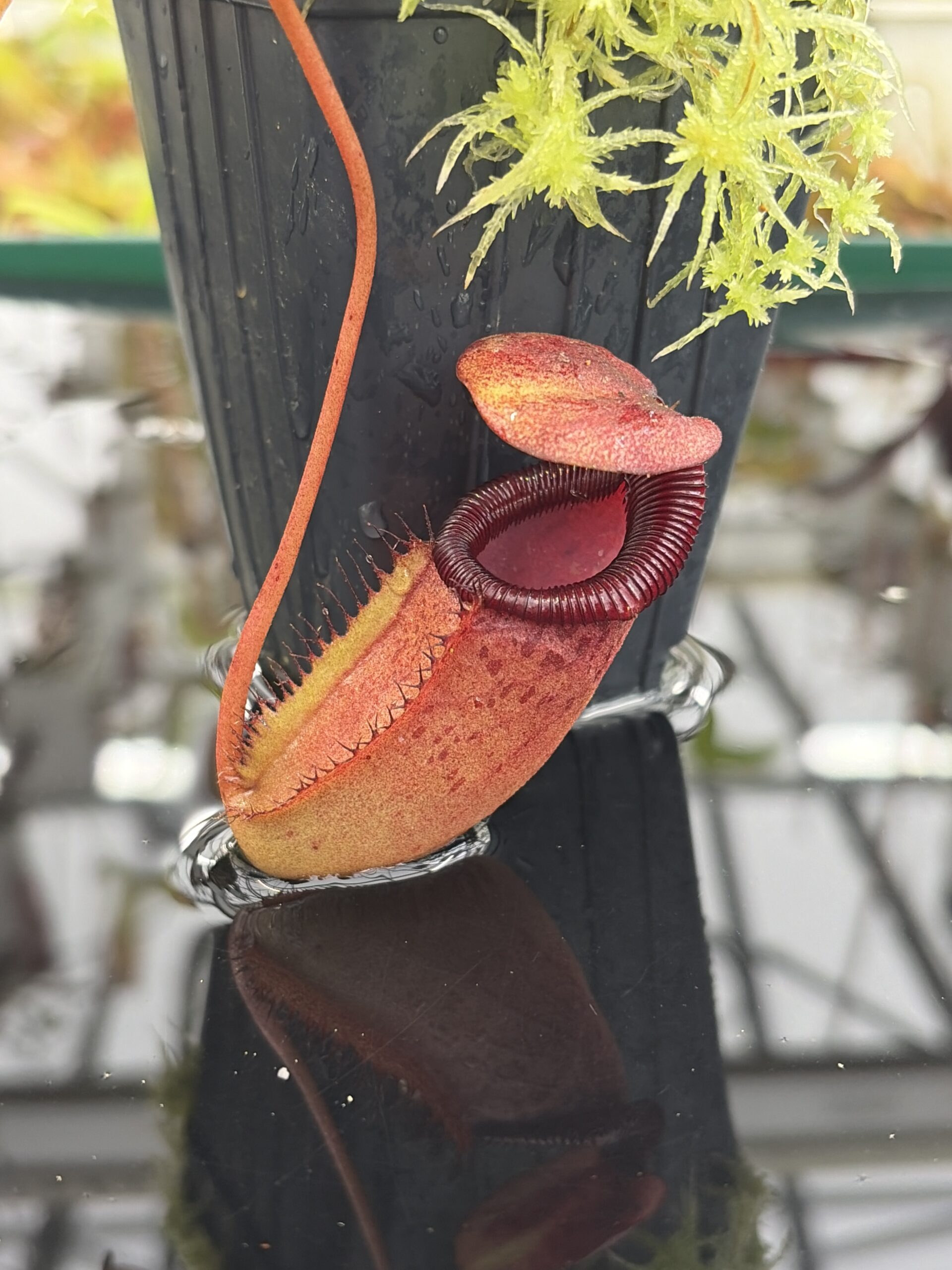 Close Up of Nepenthes sibuyanensis x ephippiata | Borneo Exotics | BE-4644 | IN26906