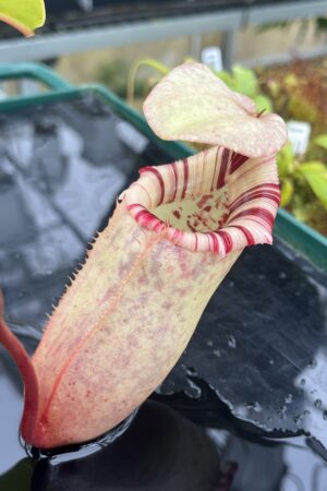 Close Up of Nepenthes sibuyanensis x (veitchii x lowii) | Borneo Exotics | BE-4615 | IN26780