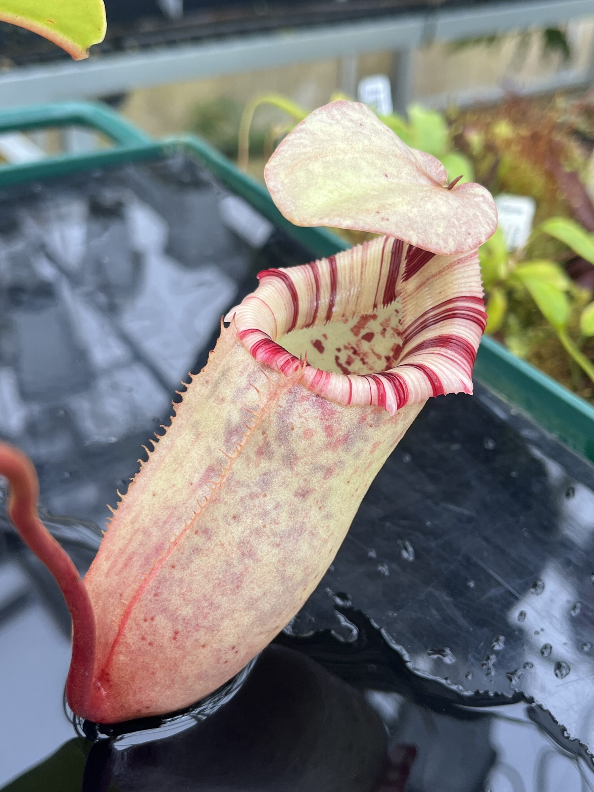 Close Up of Nepenthes sibuyanensis x (veitchii x lowii) | Borneo Exotics | BE-4615 | IN26780