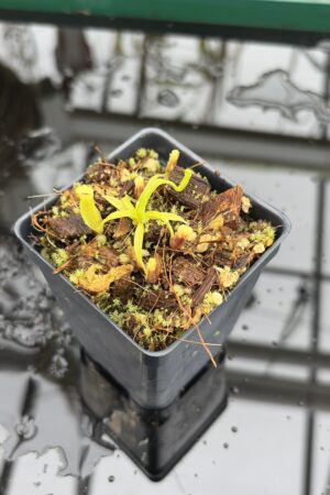 Close Up of Nepenthes singalana (Belirang x Tujuh) | Assorted Clones | Mikhail Kujawa | MK-486 | H27006