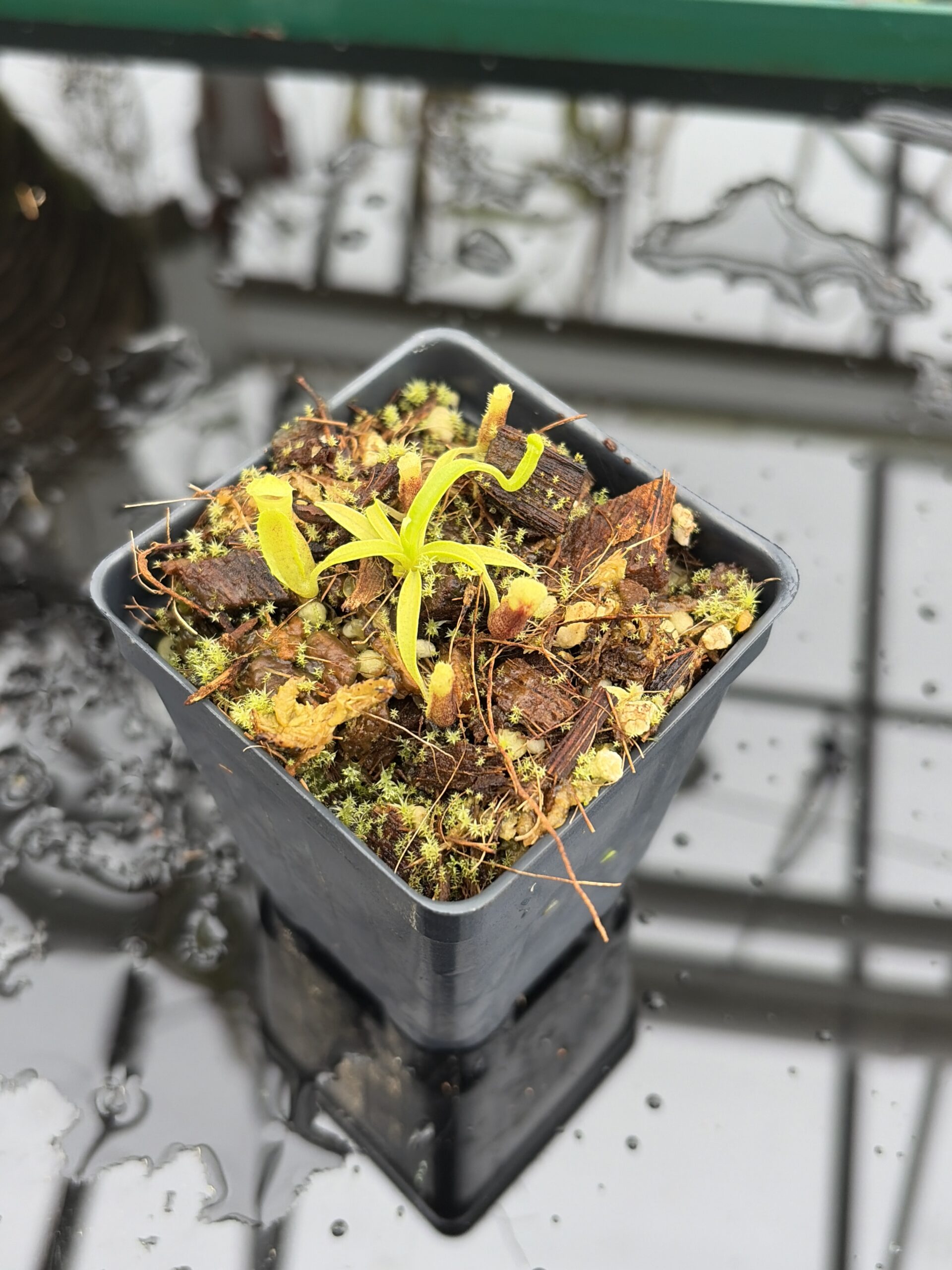 Close Up of Nepenthes singalana (Belirang x Tujuh) | Assorted Clones | Mikhail Kujawa | MK-486 | H27006