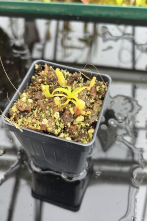 Close Up of Nepenthes singalana (Belirang x Tujuh) | Assorted Clones | Mikhail Kujawa | MK-486 | H27019