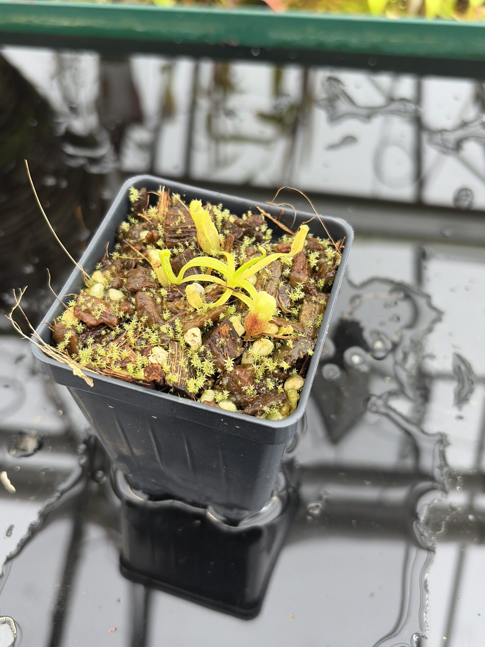Close Up of Nepenthes singalana (Belirang x Tujuh) | Assorted Clones | Mikhail Kujawa | MK-486 | H27019