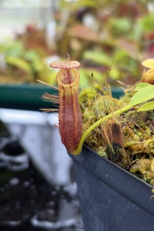 Close Up of Nepenthes singalana Belirang x villosa | JH | Clone 6 | Jeremiah Harris | JH-353.06 | H27012