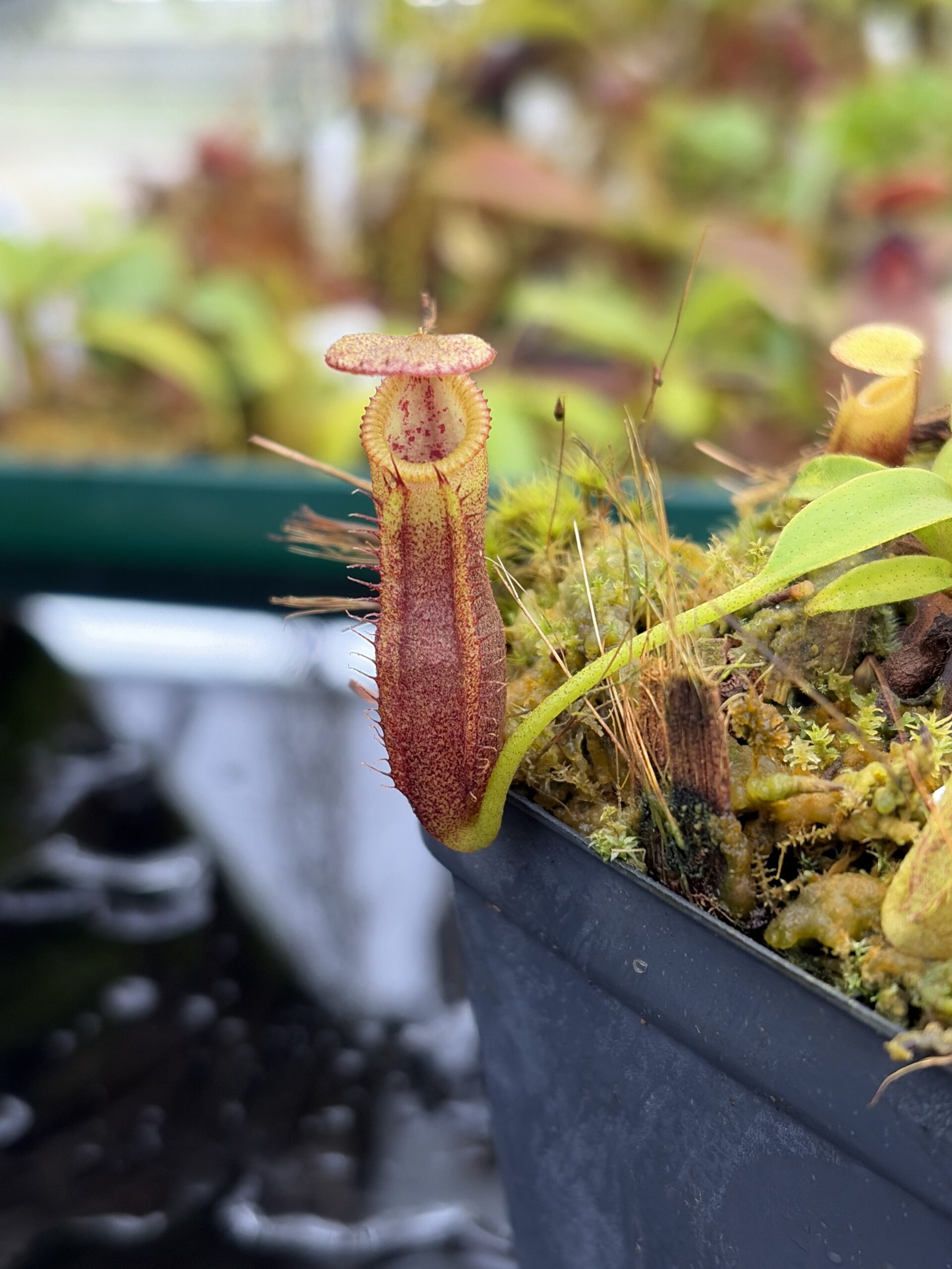 Close Up of Nepenthes singalana Belirang x villosa | JH | Clone 6 | Jeremiah Harris | JH-353.06 | H27012
