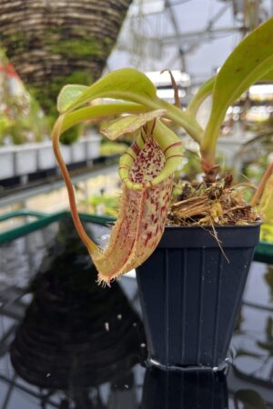 Close Up of Nepenthes singalana x (burbidgeae x edwardsiana) | Borneo Exotics | BE-3984 | H26862